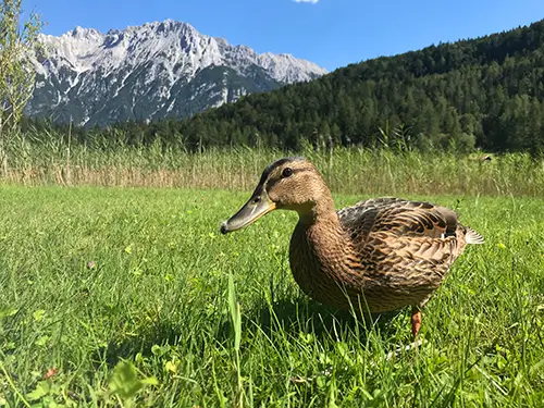 Our Lautersee